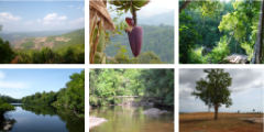 熱帯林写真館へのリンク