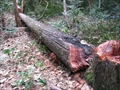 photo0004.JPG