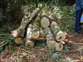 photo0006.JPG