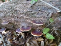 photo0065.JPG