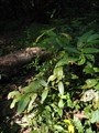 photo0101.JPG